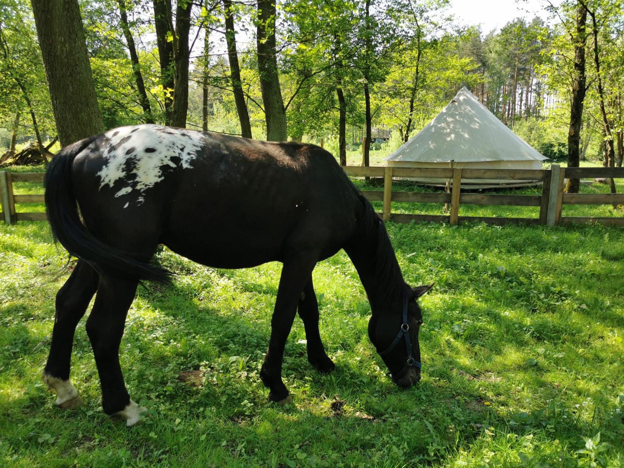 Glamping Kaliska Hotel Łochów Eksteriør billede
